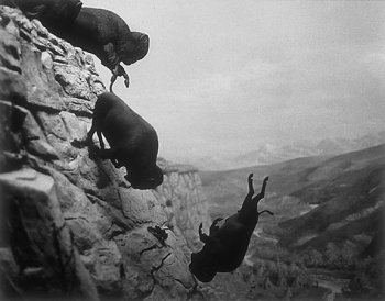 buffalo falling