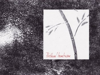 Protkané bambusem, CD cover