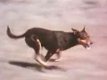 dingo