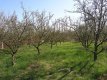 Agrosquatting