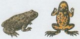 bombina varlegata