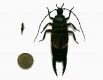 earwig