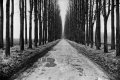 Hamish Fulton
