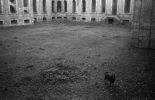 -michaelfernandesguarddog1995photodavidmiller.jpg