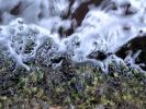 Glenade Water and Moss from Water Senses by Ruth Le Gear -glenadewaterandmossruthlegear.jpg