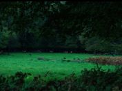 The Ancient Woods (Sengirė) 2017. A film by Mindaugas Survila-the_ancient_woods_7-crop.jpg