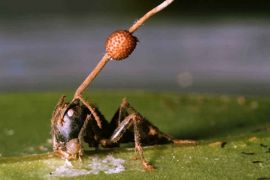 cordyceps ant brain