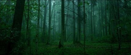The Ancient Woods (Sengirė) 2017. A film by Mindaugas Survila